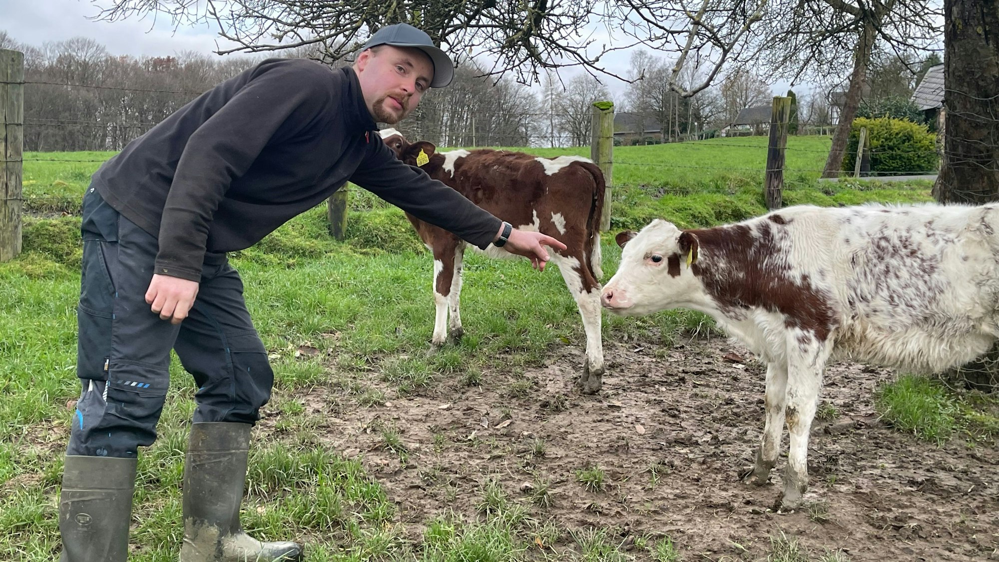 Ein junger Mann beugt sich zu einem Kälbchen herunter.