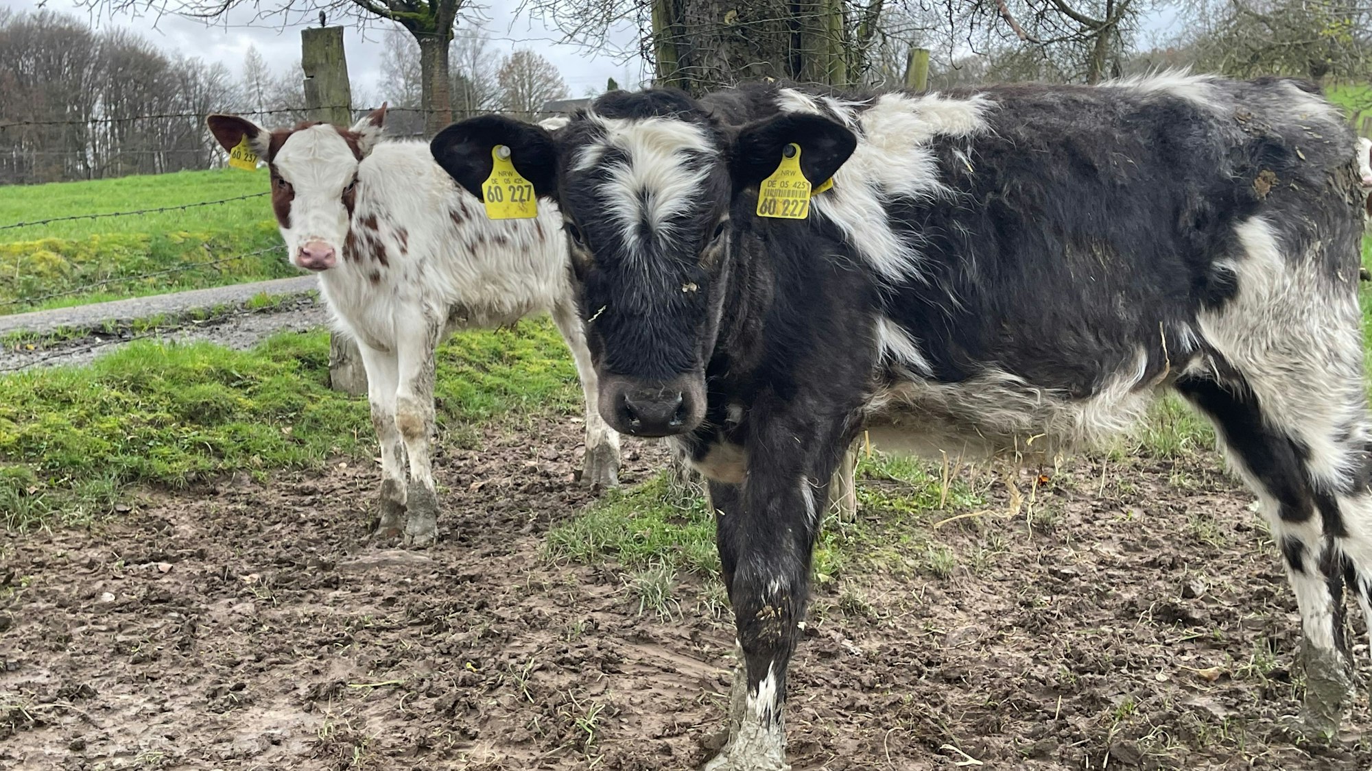 Zwei Kälber auf einer Wiese.