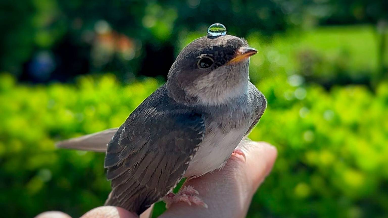 Ein Wassertropfen liegt auf dem Kopf eines Vogels, der auf einem Finger sitzt.