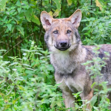 Ein junger Wolf steht inmitten grüner Pflanzen.