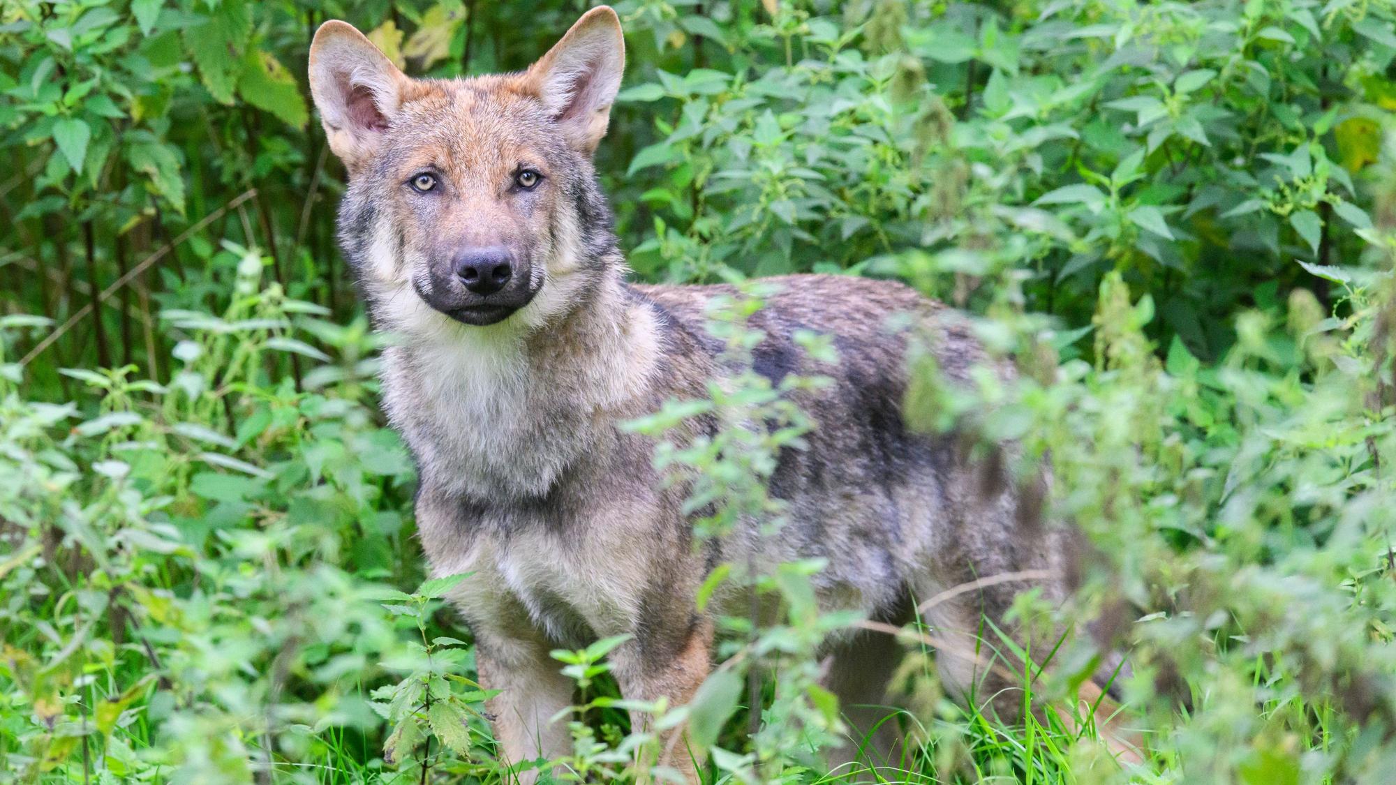 Ein junger Wolf steht inmitten grüner Pflanzen.