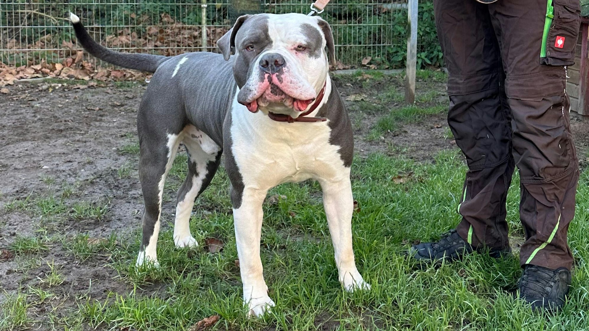 Loki ist wieder zurück im Tierheim in Troisdorf.