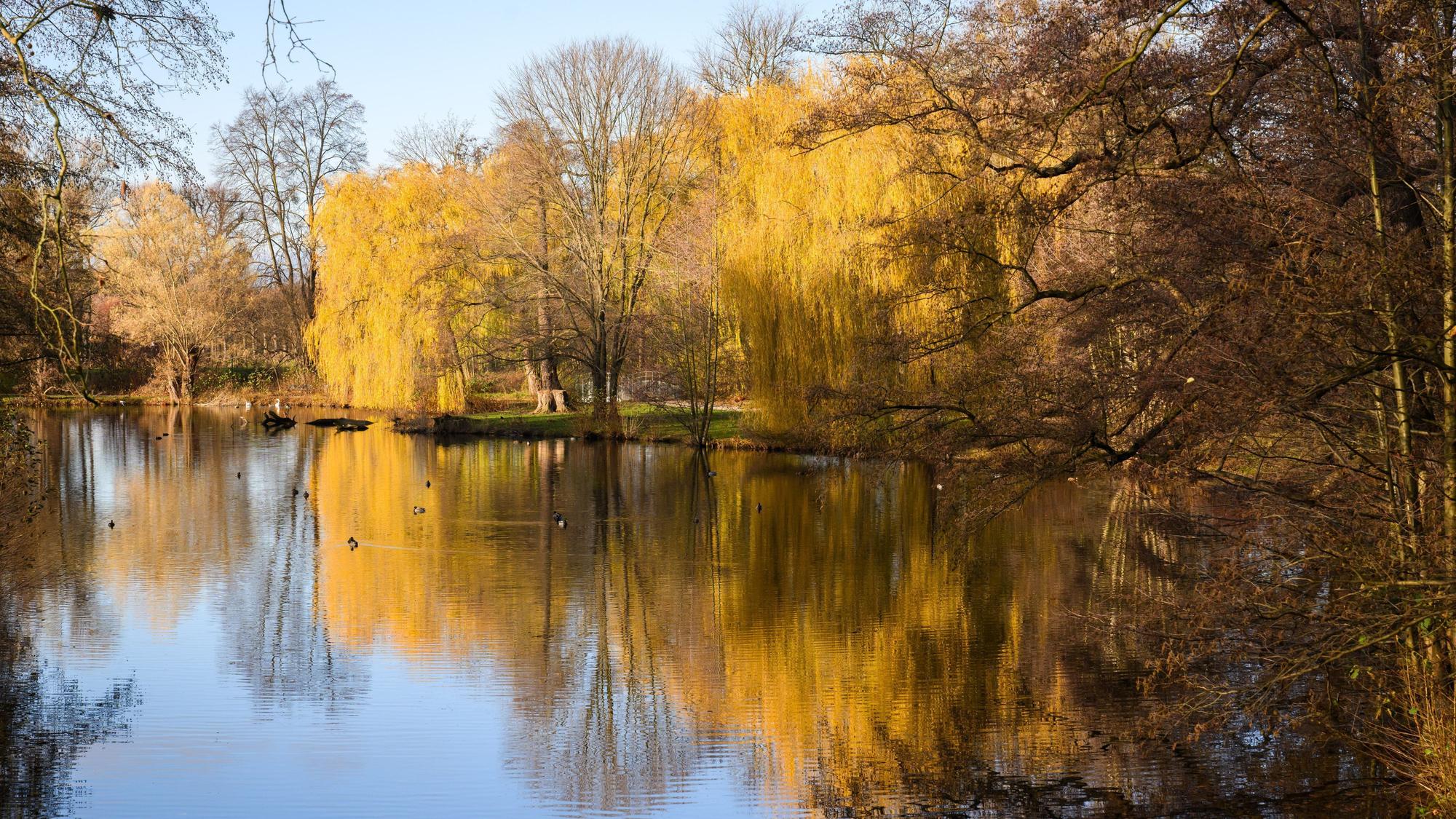 29.11.2024, Niedersachsen, Hannover: Trauerweiden spiegeln sich im Georgengarten.