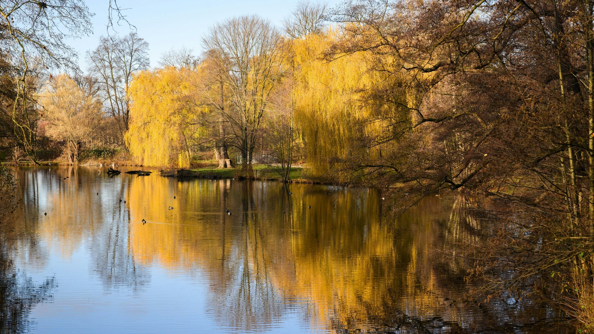 29.11.2024, Niedersachsen, Hannover: Trauerweiden spiegeln sich im Georgengarten.