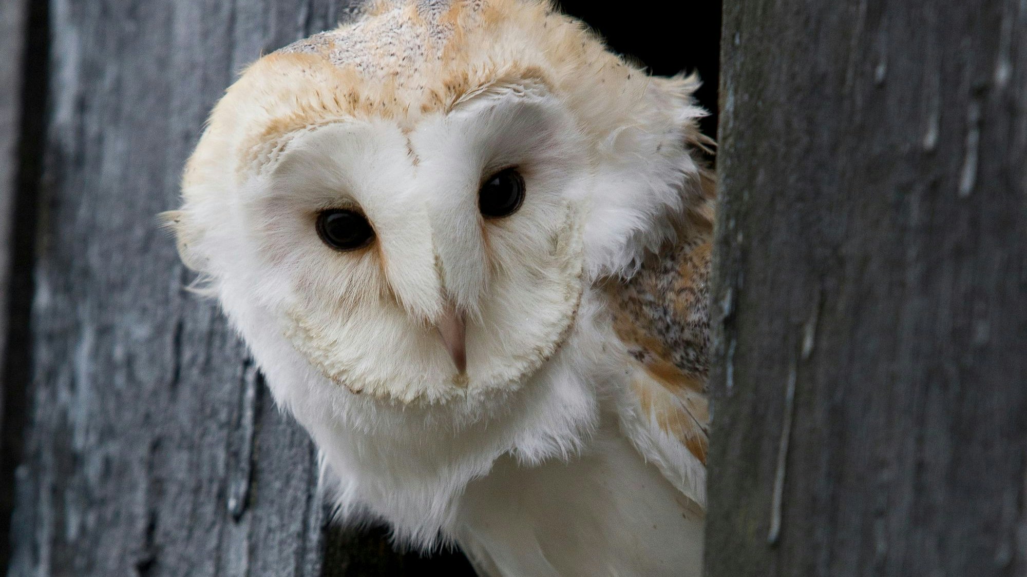 Eine Schleiereule lugt aus einem Baumstamm hervor.