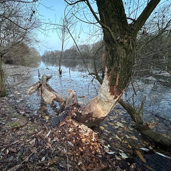 An der Groov in Köln-Zündorf wurden Nagespuren vom Biber entdeckt.