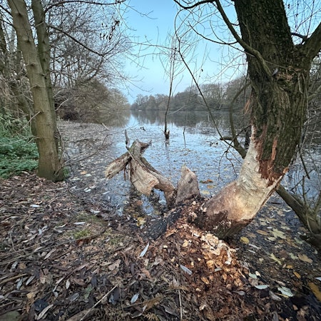 An der Groov in Köln-Zündorf wurden Nagespuren vom Biber entdeckt.