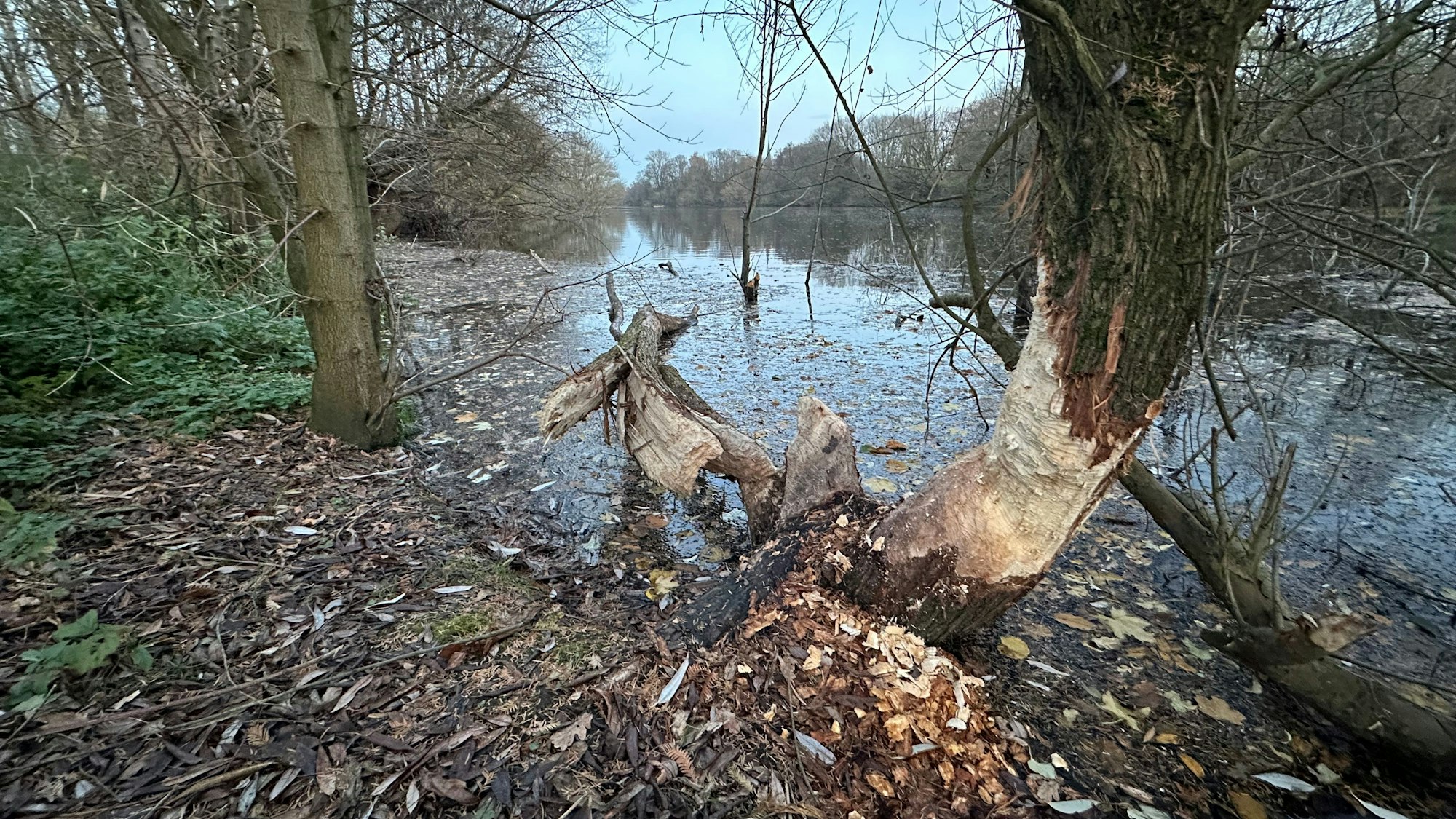 An der Groov in Köln-Zündorf wurden Nagespuren vom Biber entdeckt.