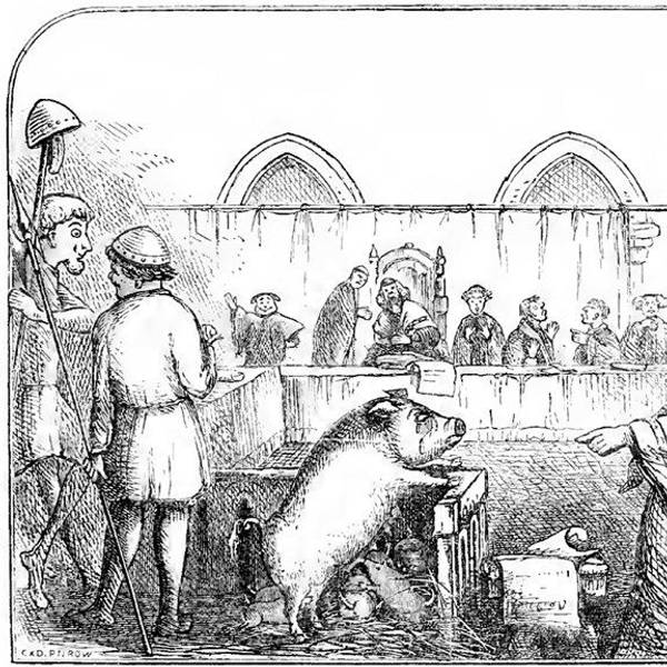 Eine Sau lehnt sich mit den Pfoten oben auf einen kleinen Vorsprung, darunter sind kleine Ferkel. Ein Mann zeigt auf das Schwein. Weitere Menschen im Hintergrund.