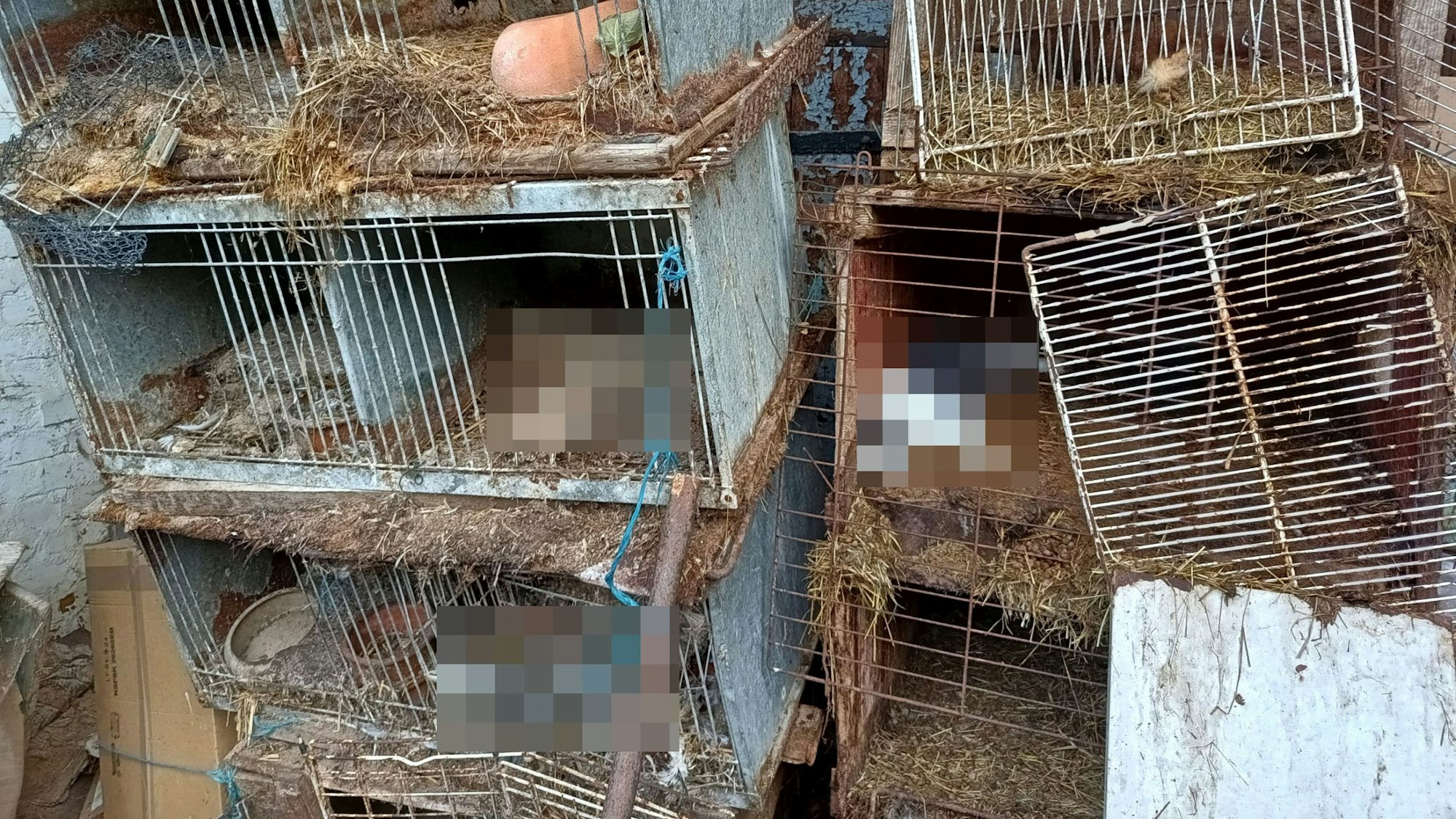 Leere Gitterboxen mit toten Tieren lehnen an einer Wand.