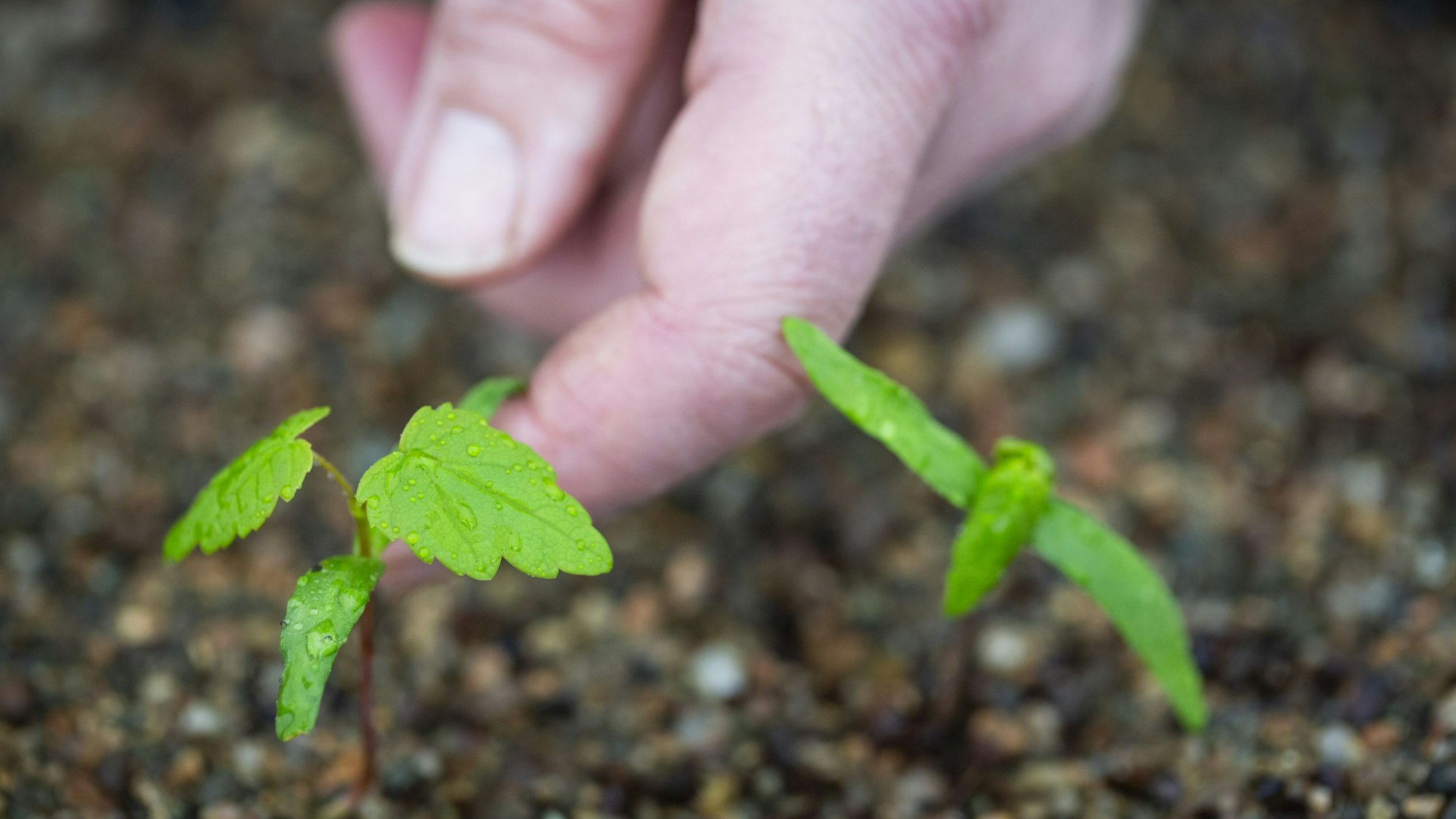 Setzlinge des Baums, „Trees of Hope“, werden landesweit neu angepflanzt.