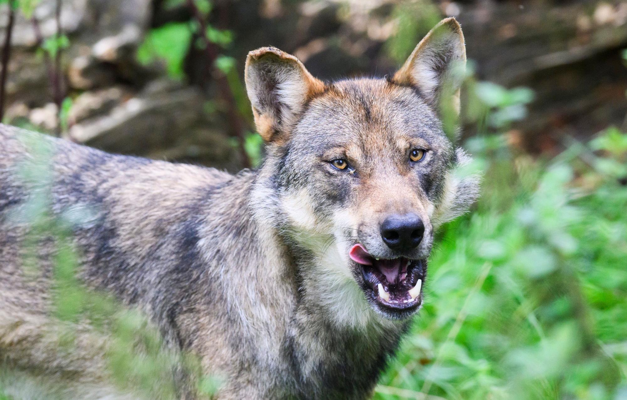 Ein Wolf steht in einem Gehege.