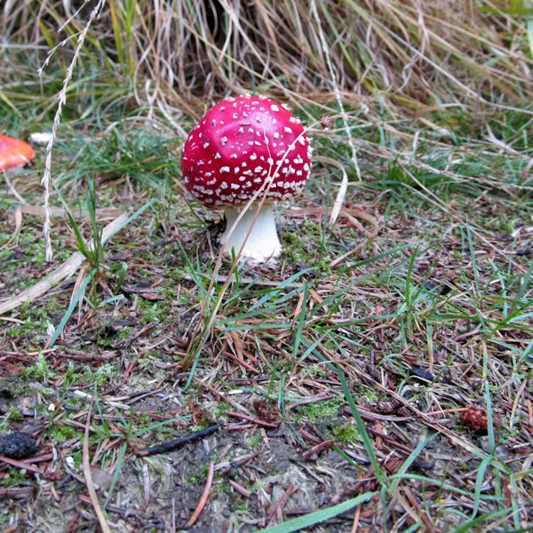 Ein Fliegenpilz.