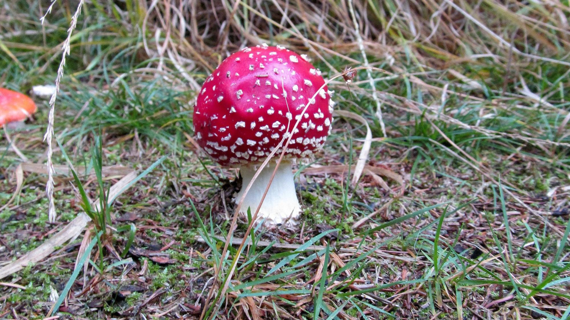 Ein Fliegenpilz.