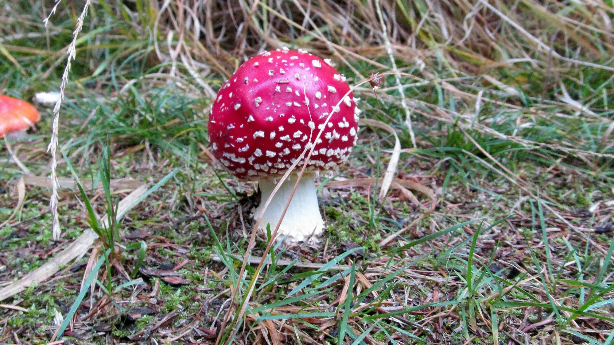 Ein Fliegenpilz.