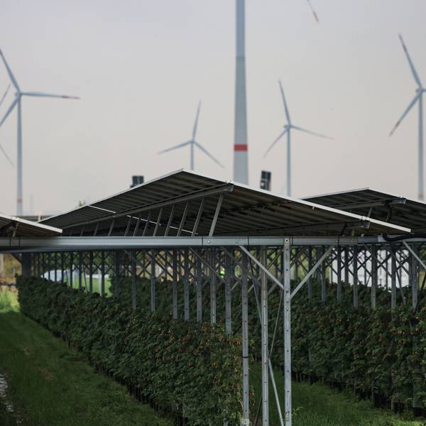 Himbeeren wachsen unter einer Agri-Photovoltaikanlage von RWE am Tagebau Garzweiler. Am Rand des Braunkohletagebau Garzweiler hat der Energiekonzern RWE eine Solaranlage vorgestellt unter der Landwirtschaft betrieben wird.