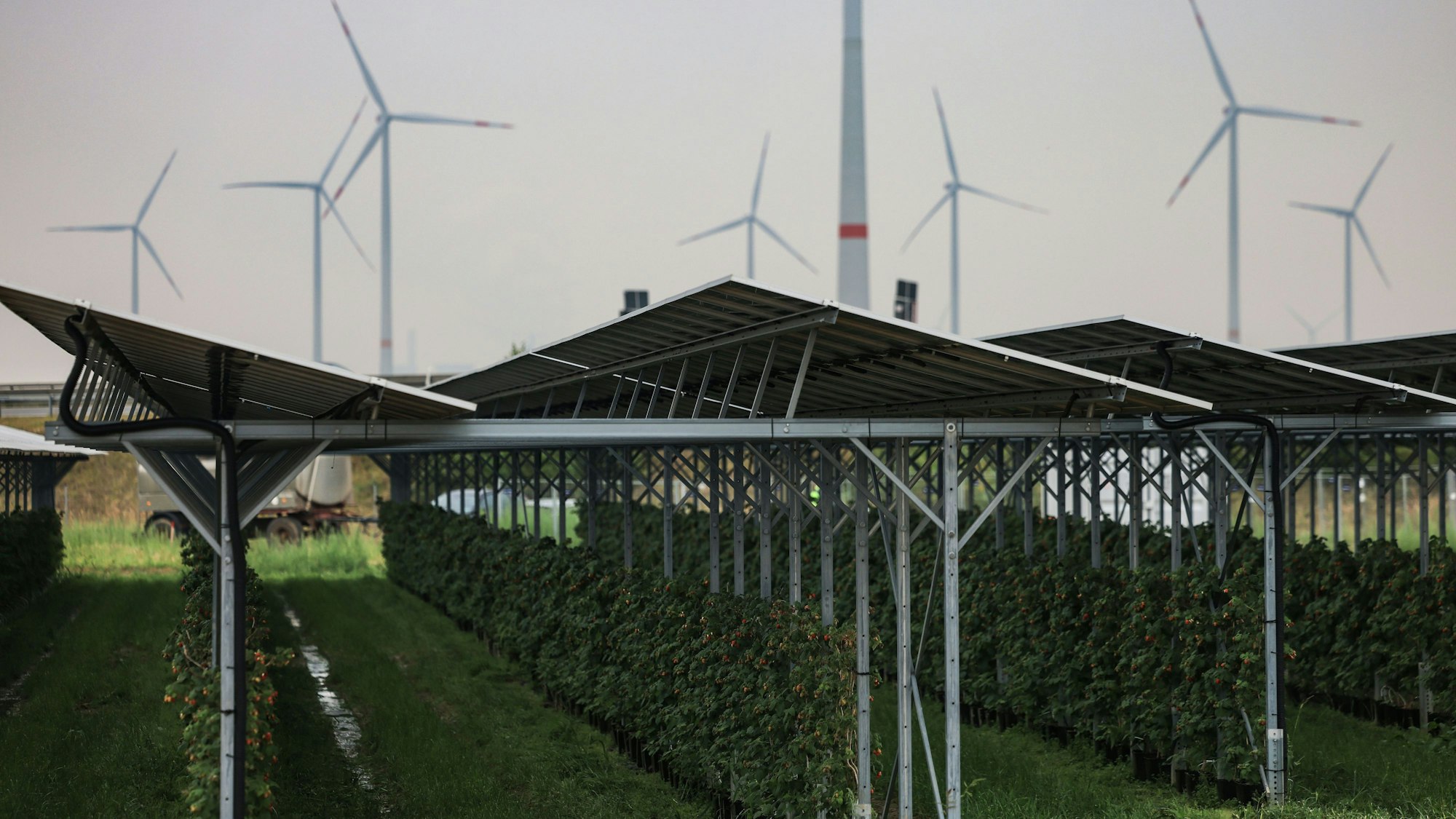 Himbeeren wachsen unter einer Agri-Photovoltaikanlage von RWE am Tagebau Garzweiler. Am Rand des Braunkohletagebau Garzweiler hat der Energiekonzern RWE eine Solaranlage vorgestellt unter der Landwirtschaft betrieben wird.