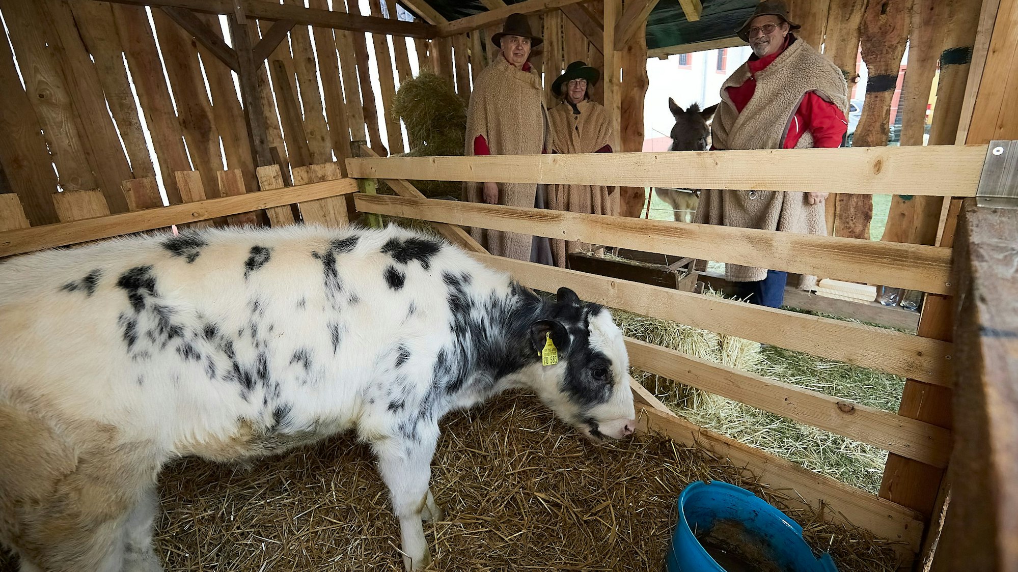Ein Rind steht in einem Stall, dahinter sind drei Hirten in braunen Umhängen und ein Esel zu sehen.