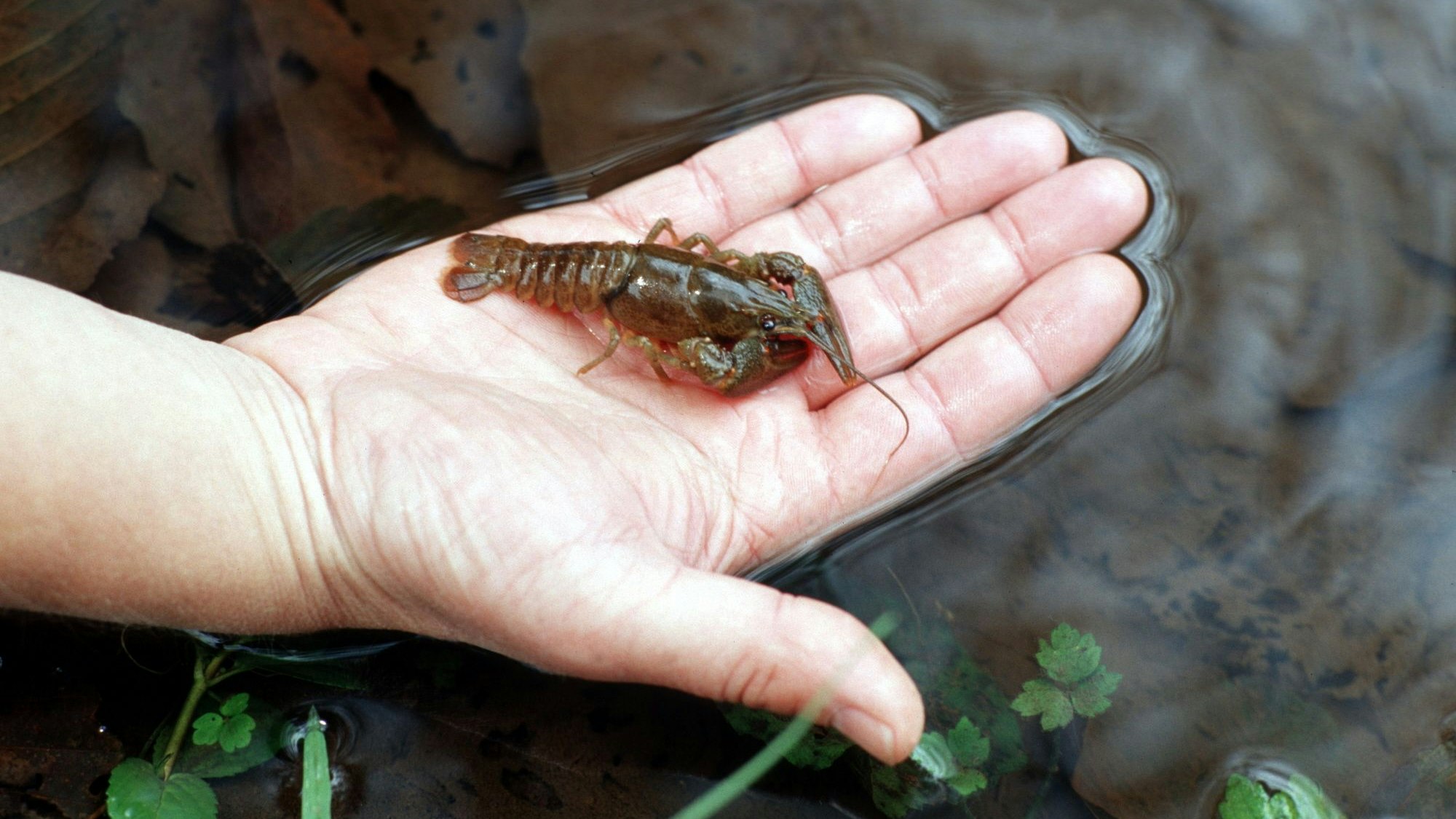 Ein Edelkrebs liegt auf einer Hand.
