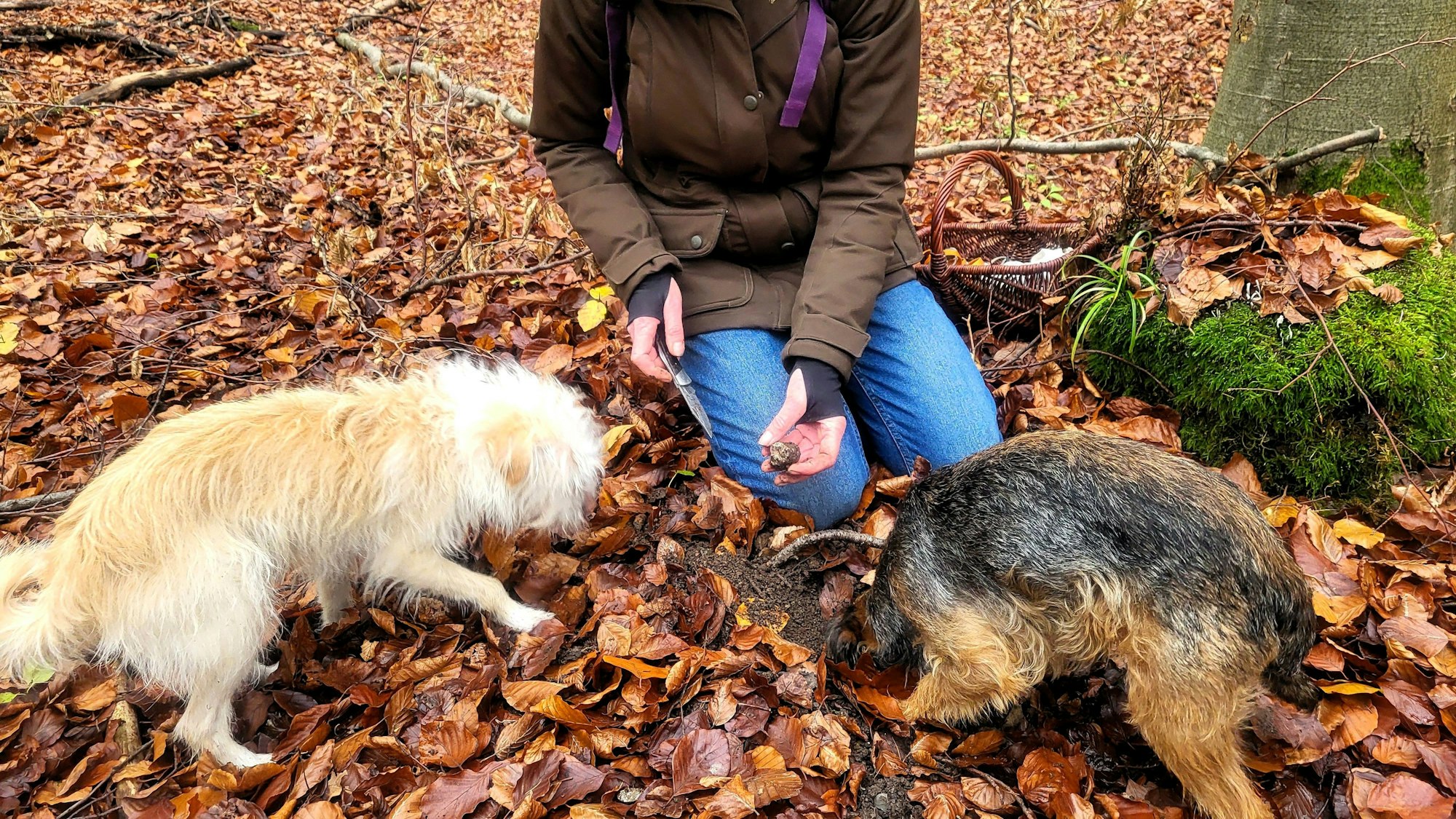 Trüffelberaterin Sabine Hörnicke