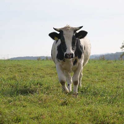 Rinder-Kühe- Odenthal