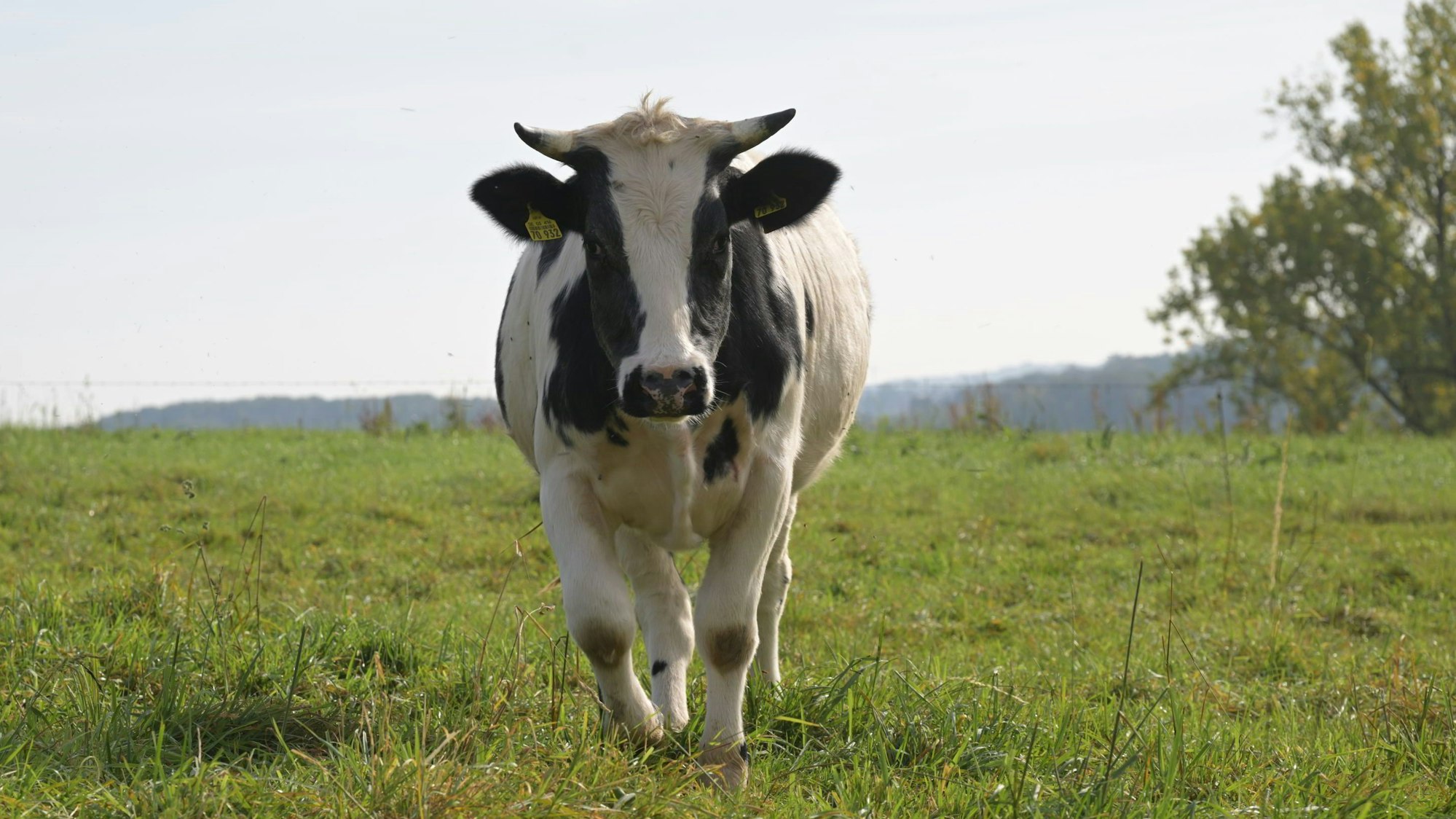 Rinder-Kühe- Odenthal