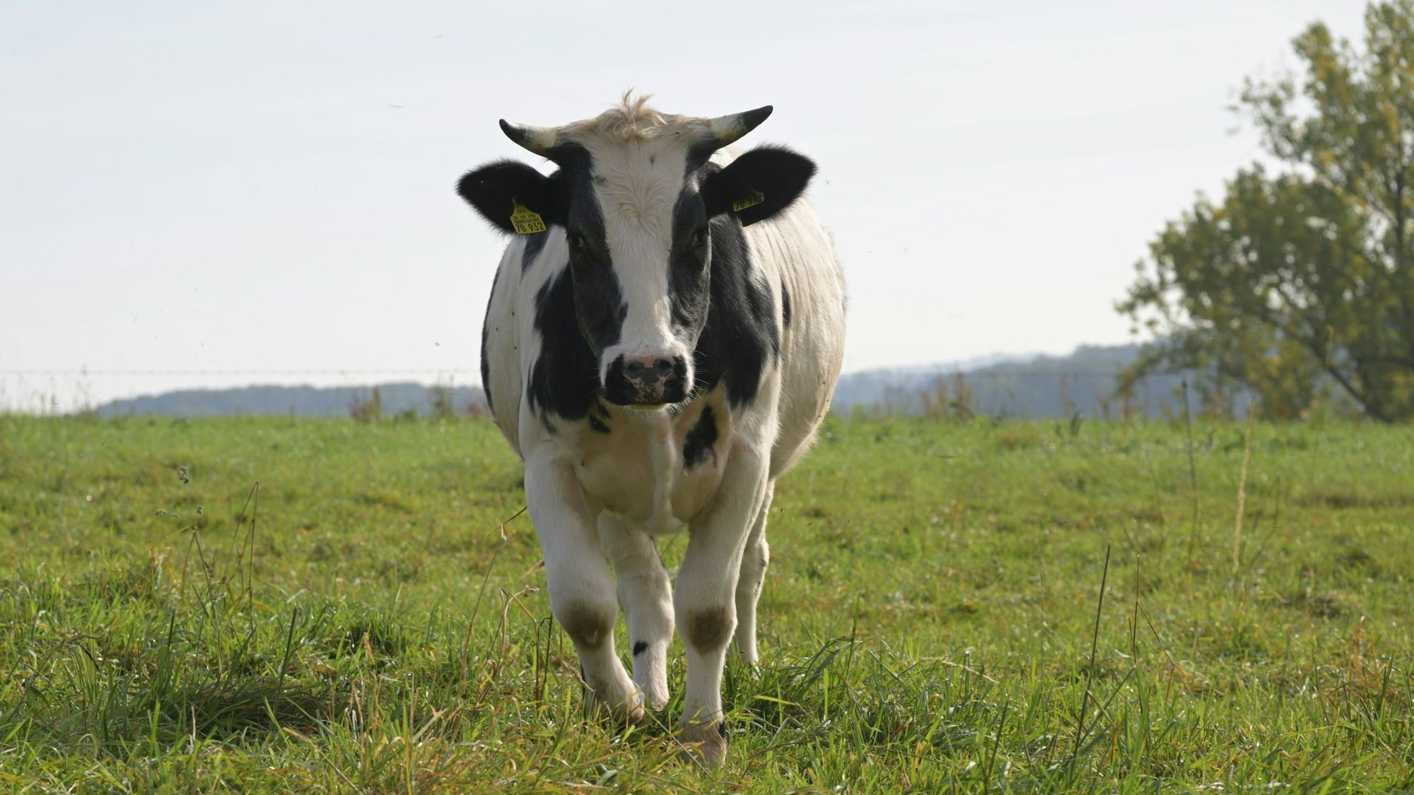 Rinder-Kühe- Odenthal