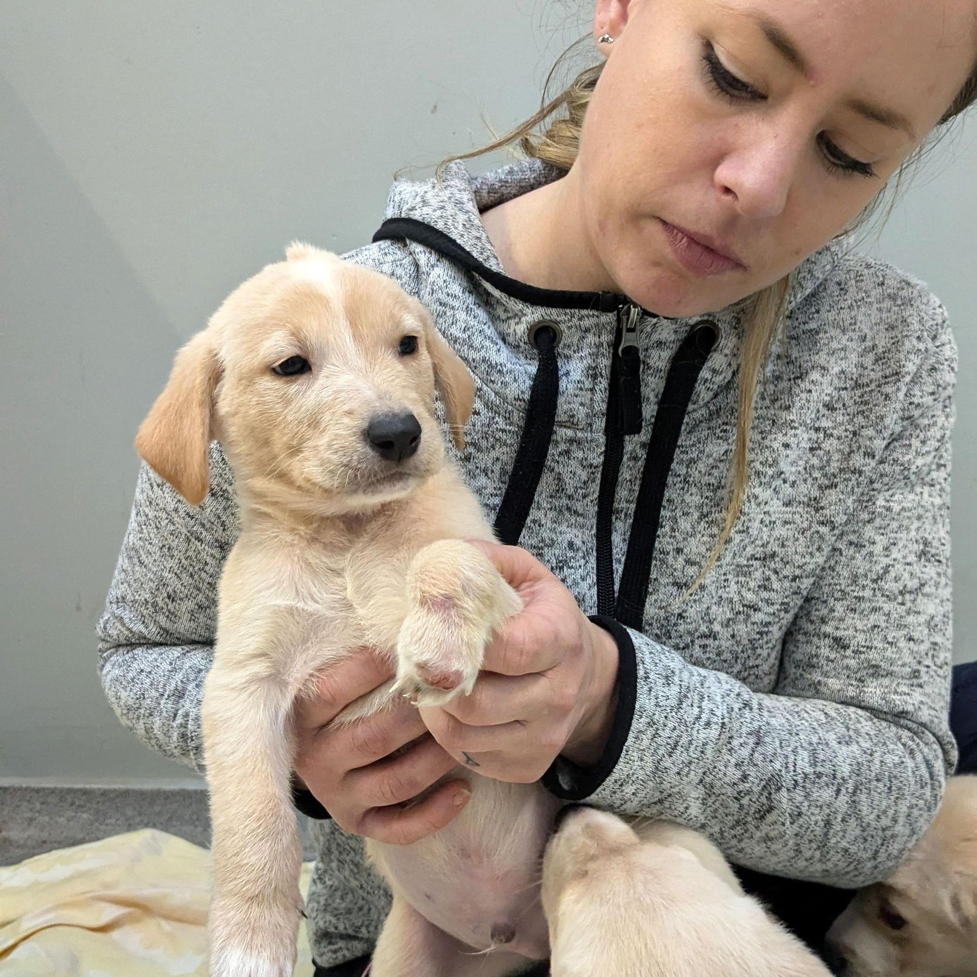 Tierheim-Mitarbeiterin Jana Goebel schaut sich die Pfote eines Hundes an.