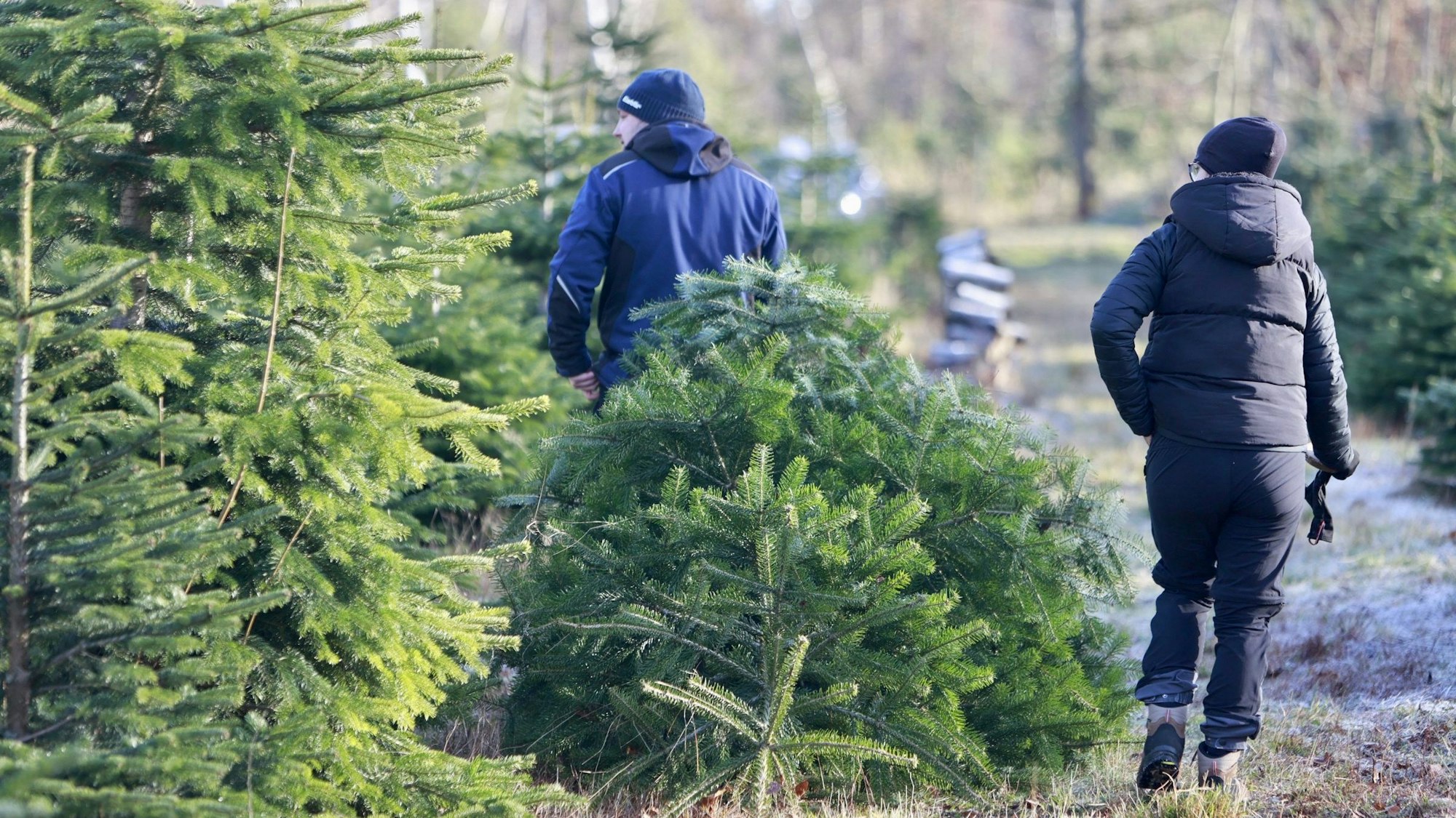 Besucher der Weihnachtsbaumplantage transportieren einen Weihnachtsbaum ab, den sie zuvor selber geschlagen haben.