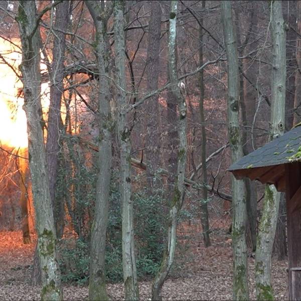 Ein großer Feuerball ist in einem Wald zu sehen.