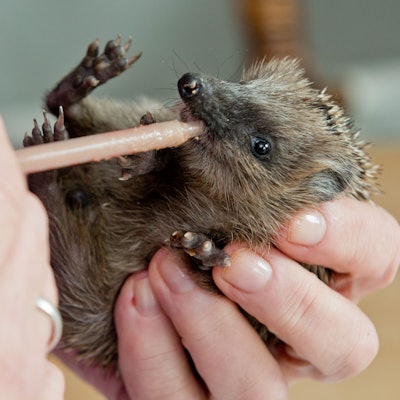 Das Bild zeigt einen kleinen Igel, der von einem Menschen aufgepäppelt wird.