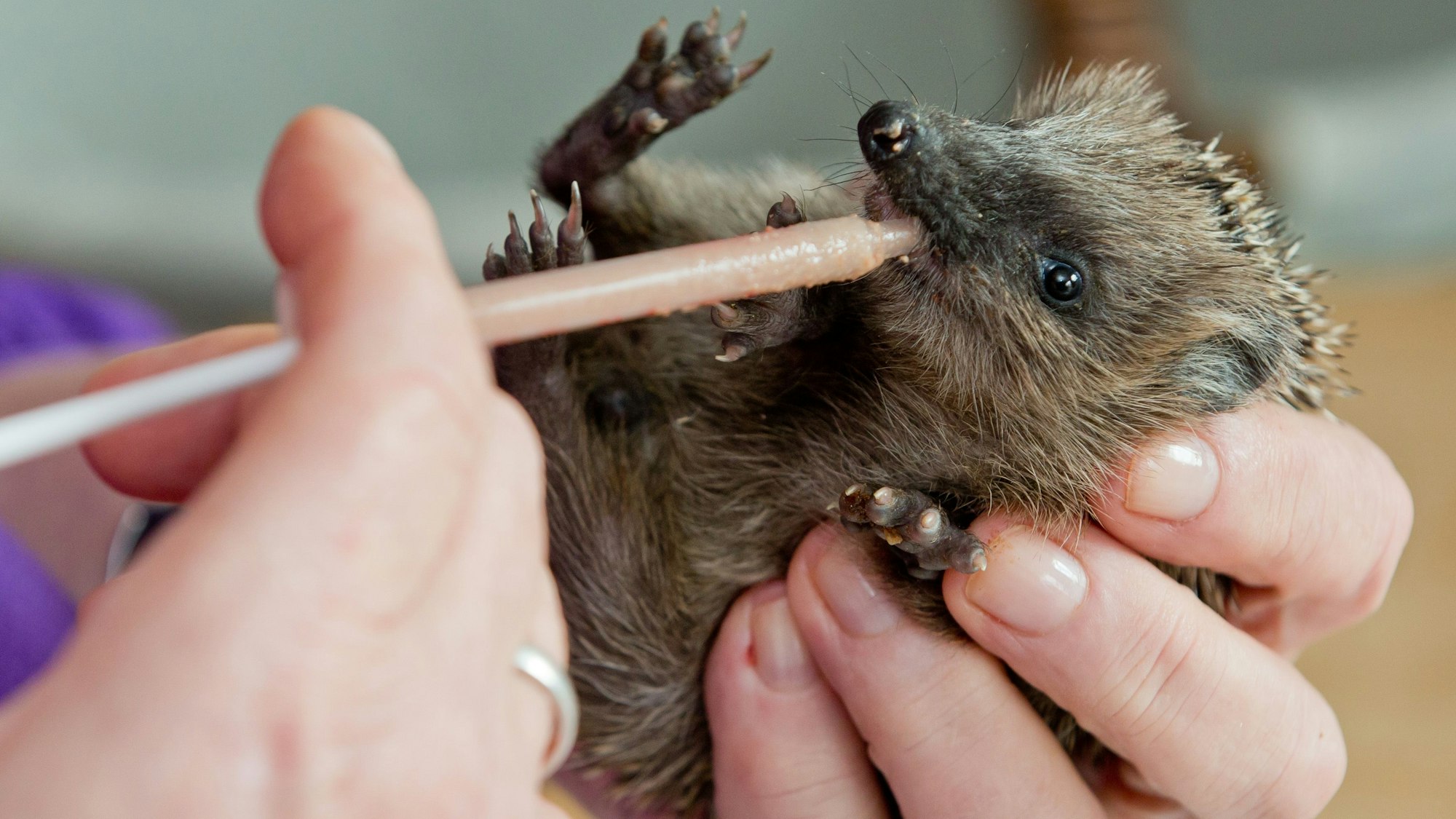 Das Bild zeigt einen kleinen Igel, der von einem Menschen aufgepäppelt wird.