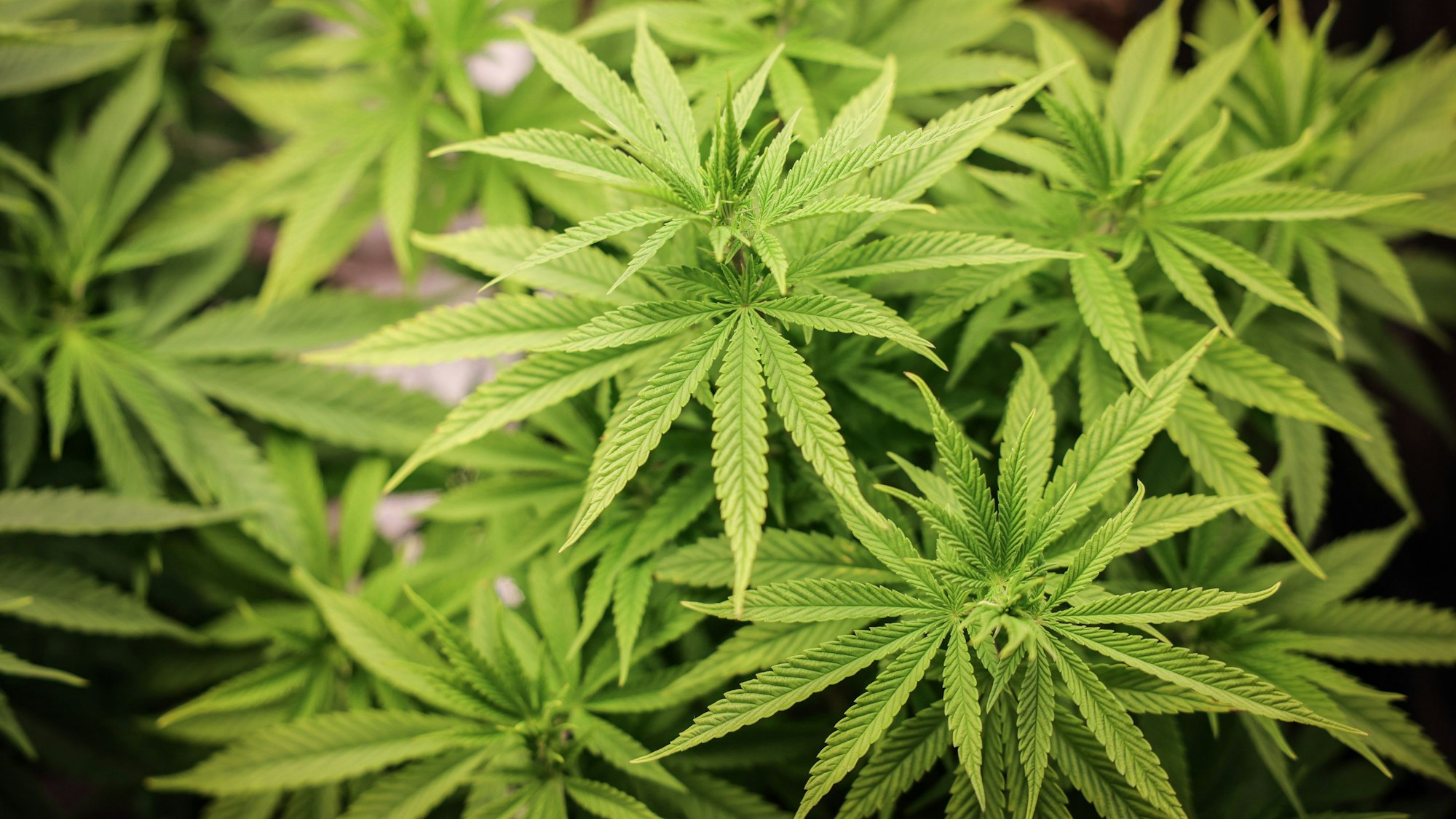 Cannabispflanzen (circa 4 Wochen alt) in ihrer Wachstumsphase stehen unter künstlicher Beleuchtung in einem Privatraum.