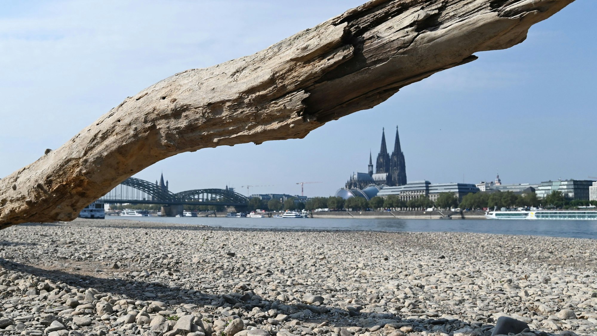 Das teils freie Kiesbett des Rheins mit dem Kölner Dom im Hintergrund. (Archivfoto)
