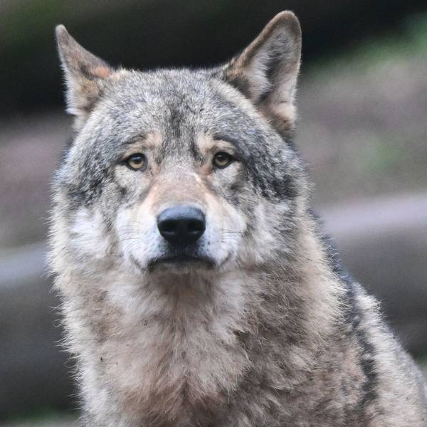 Ein Wolf schaut.