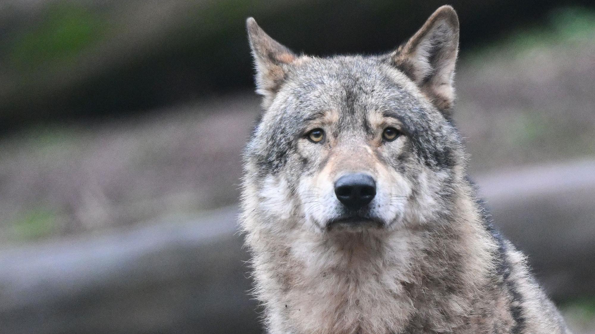 Ein Wolf schaut.
