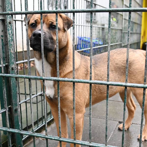Hund im Konrad-Adenauer-Tierheim in Köln-Zollstock (Archivbild). Die Tierheime benötigen dringend mehr Geld.