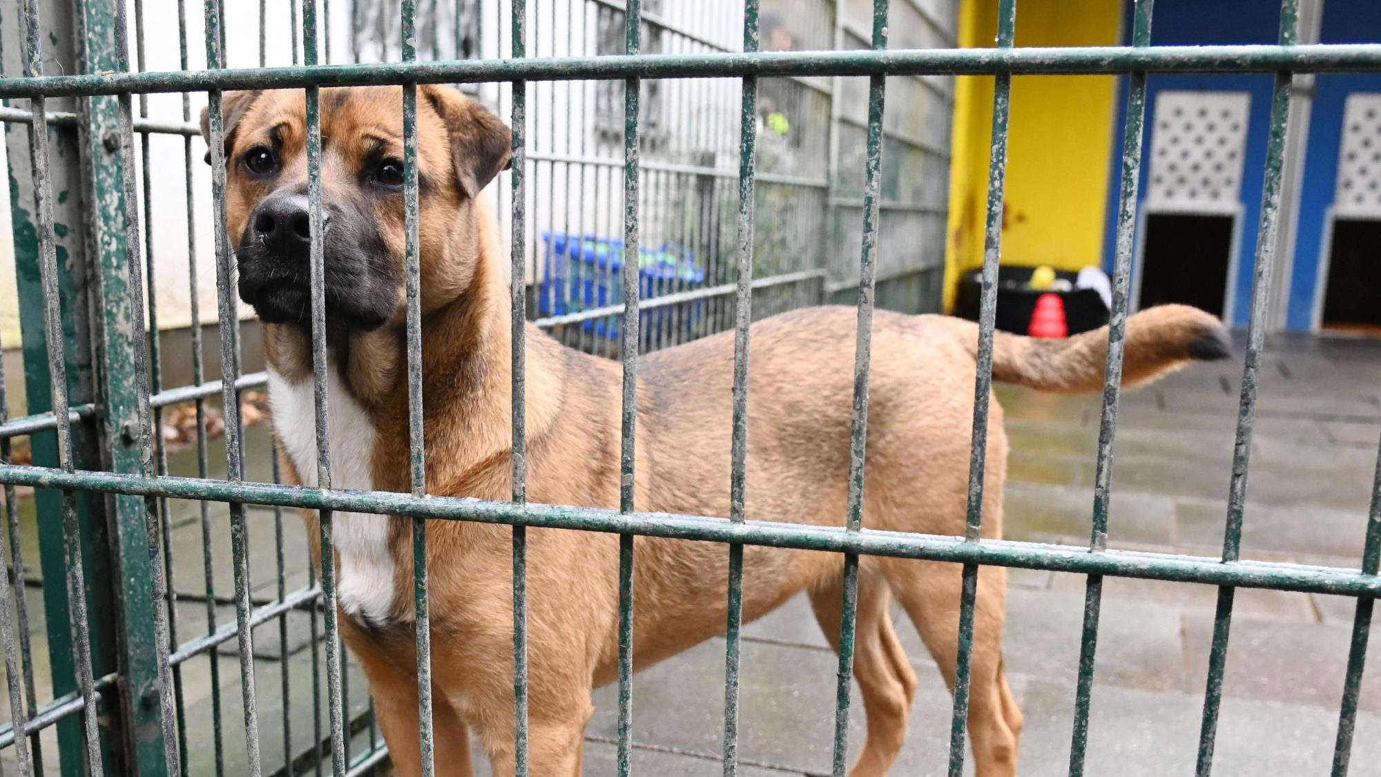 Hund im Konrad-Adenauer-Tierheim in Köln-Zollstock (Archivbild). Die Tierheime benötigen dringend mehr Geld.