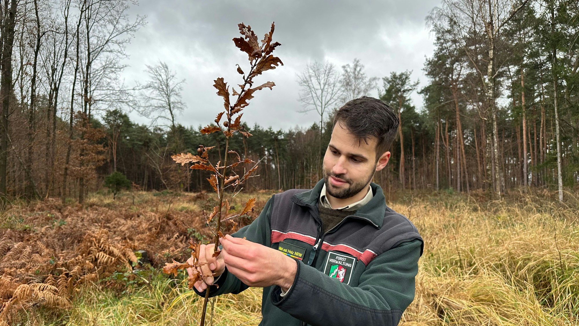 Förster Lennart Franzen zeigt eine junge Eiche, die auf einer Lichtung im Niederpleiser Wald wächst.