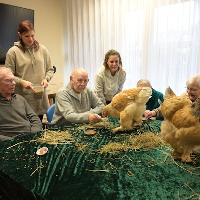 Alte Menschen sitzen um einen großen Tisch. Darauf spazieren auf einer grünen Decke zwei große, braune Hühner.