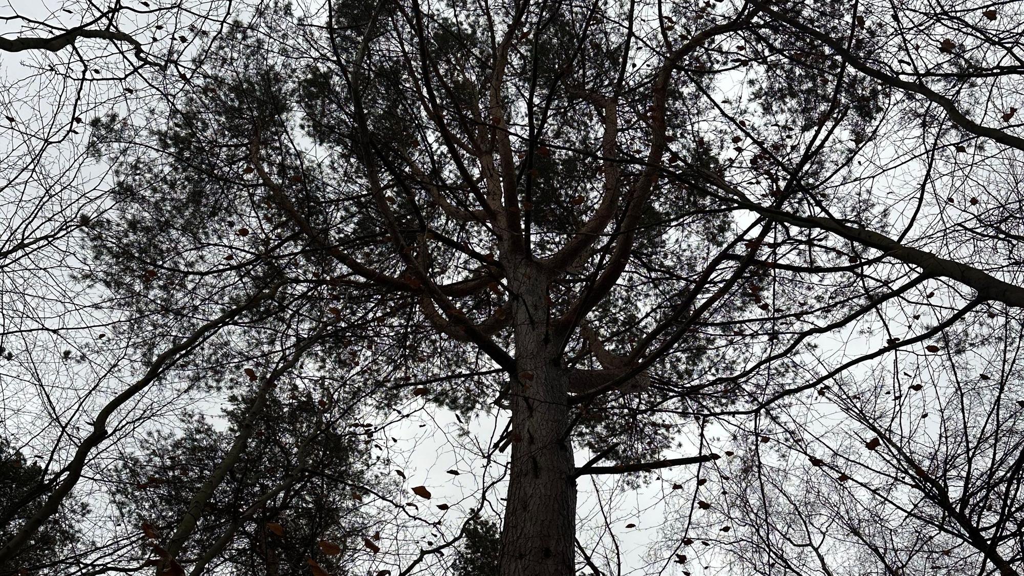 Die verästelte Baumkrone der Kiefer, die ein Habitatbaum im Pleiser Wald in Sankt Augustin ist.
