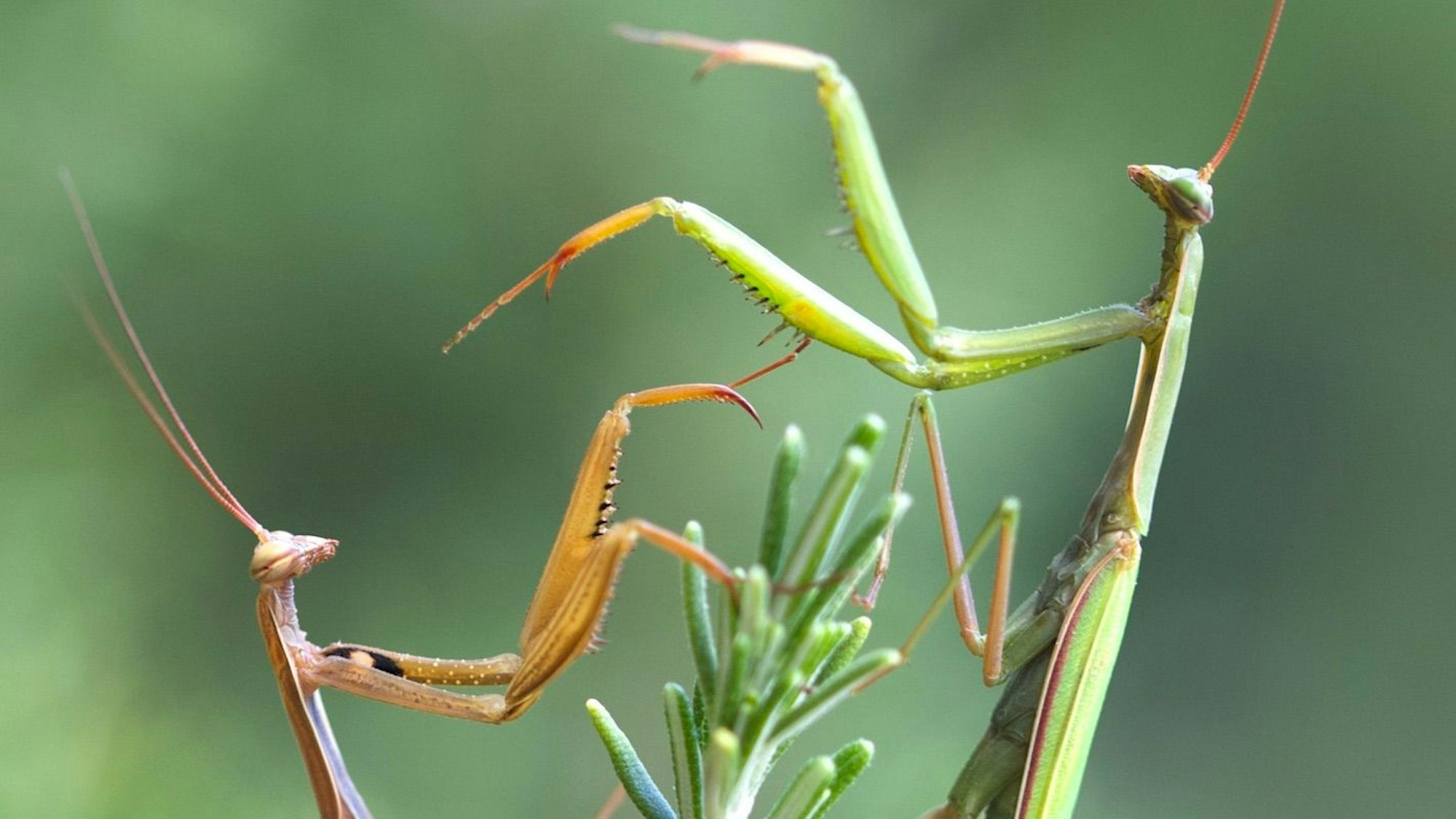 Zwei Gottesanbeterinnen