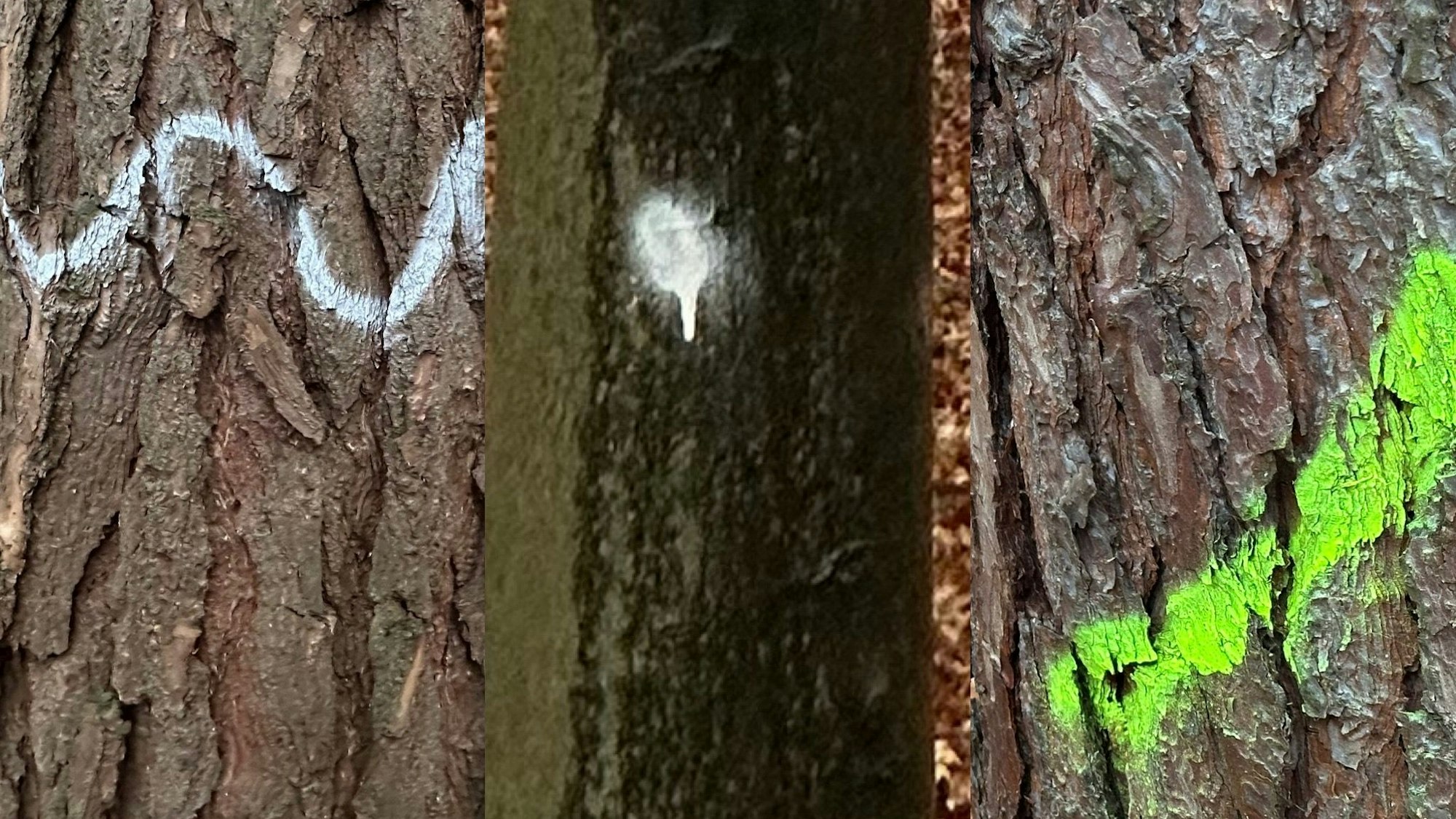 Fällaktionen im Niederpleiser Wald,Baummarkierungen von links: Wellenlinie für einen Habitatbaum; weißer Punkt für einen schützenswerten Laubbaum, signalgelbe Linie für einen Baum, der gefällt werden soll.