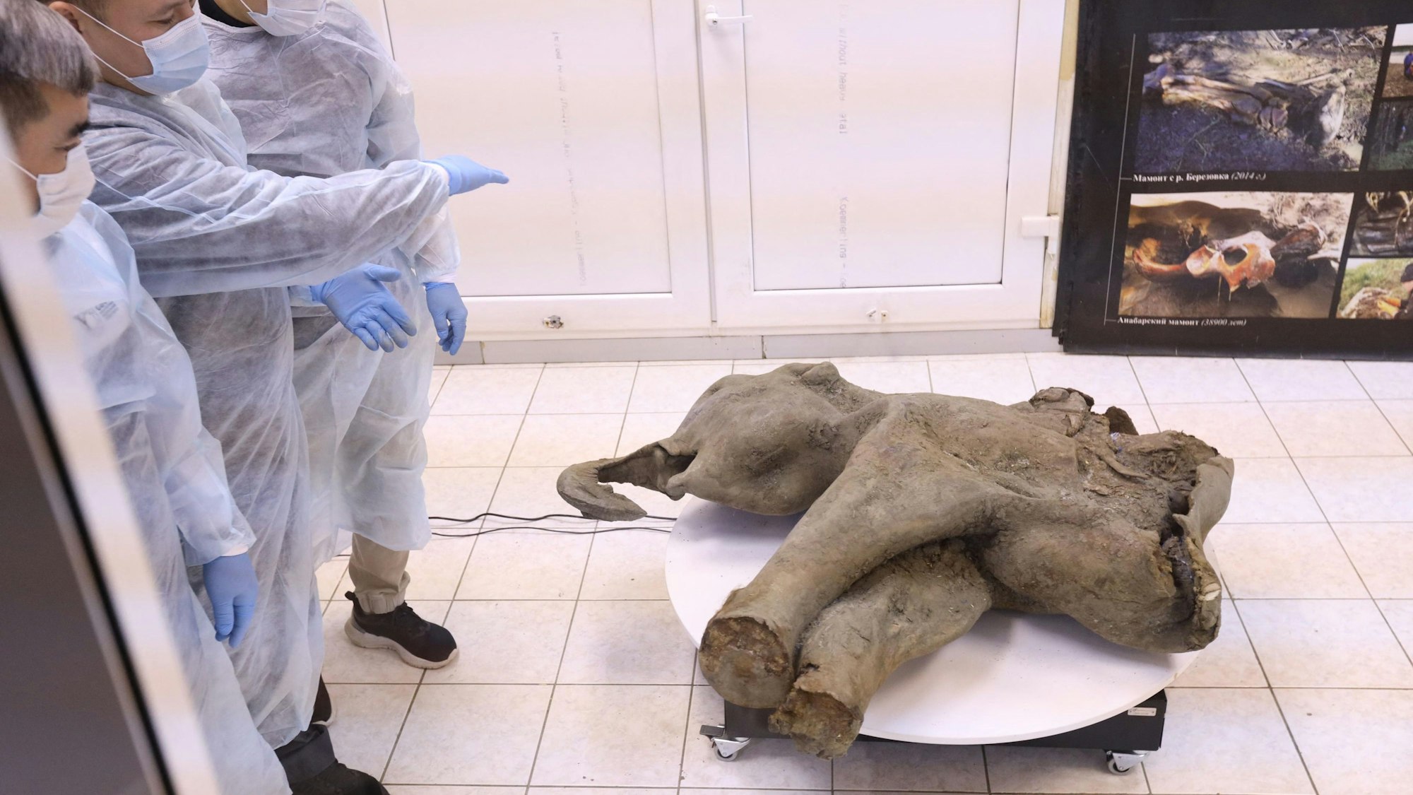 Der Kadaver eines Mammutbabys, dessen Alter auf über 50.000 Jahre geschätzt wird.