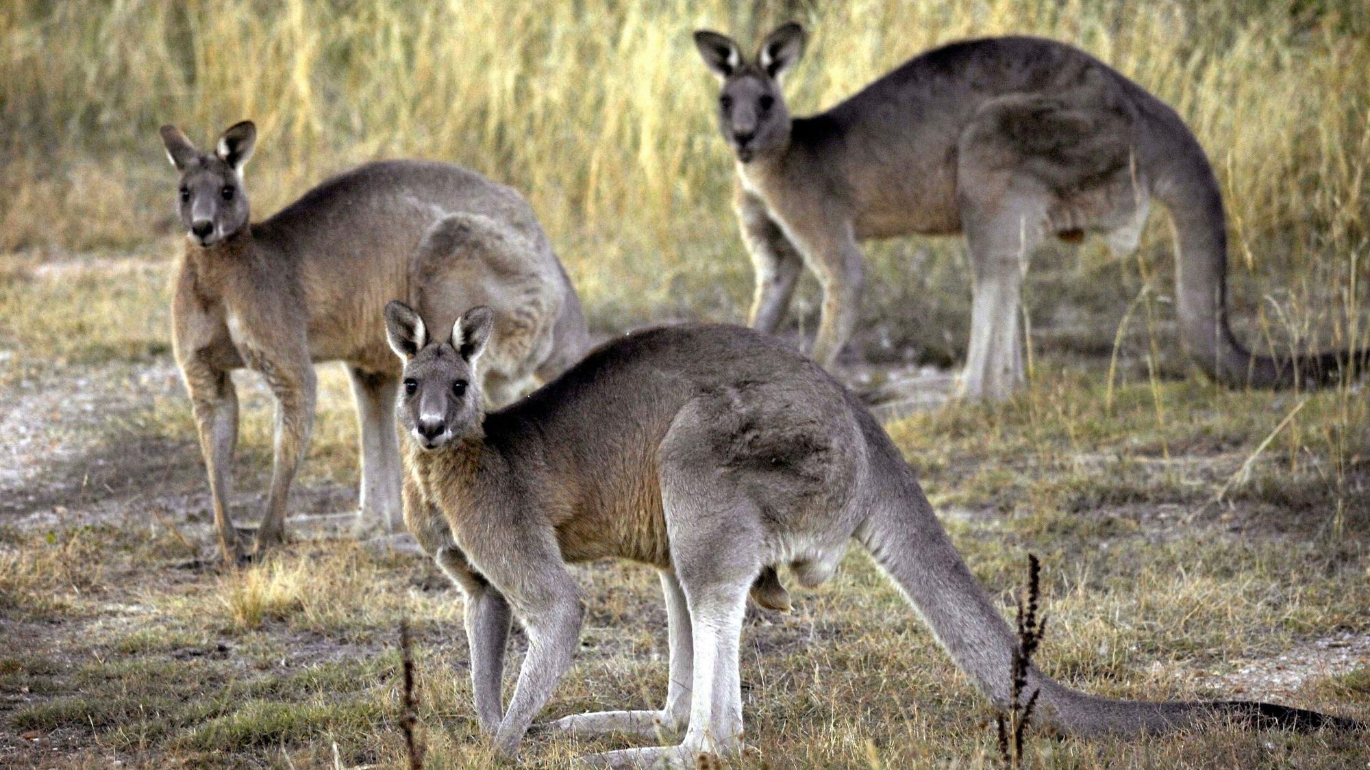 Kängurus gehören zu den einheimischen Tieren in Australien. (Archivbild)