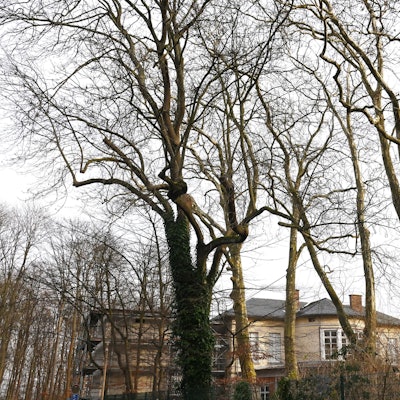 20.12.2024 Köln. Platanen am Bahnhof Belvedere in Köln-Müngersdorf. Foto: Alexander Schwaiger