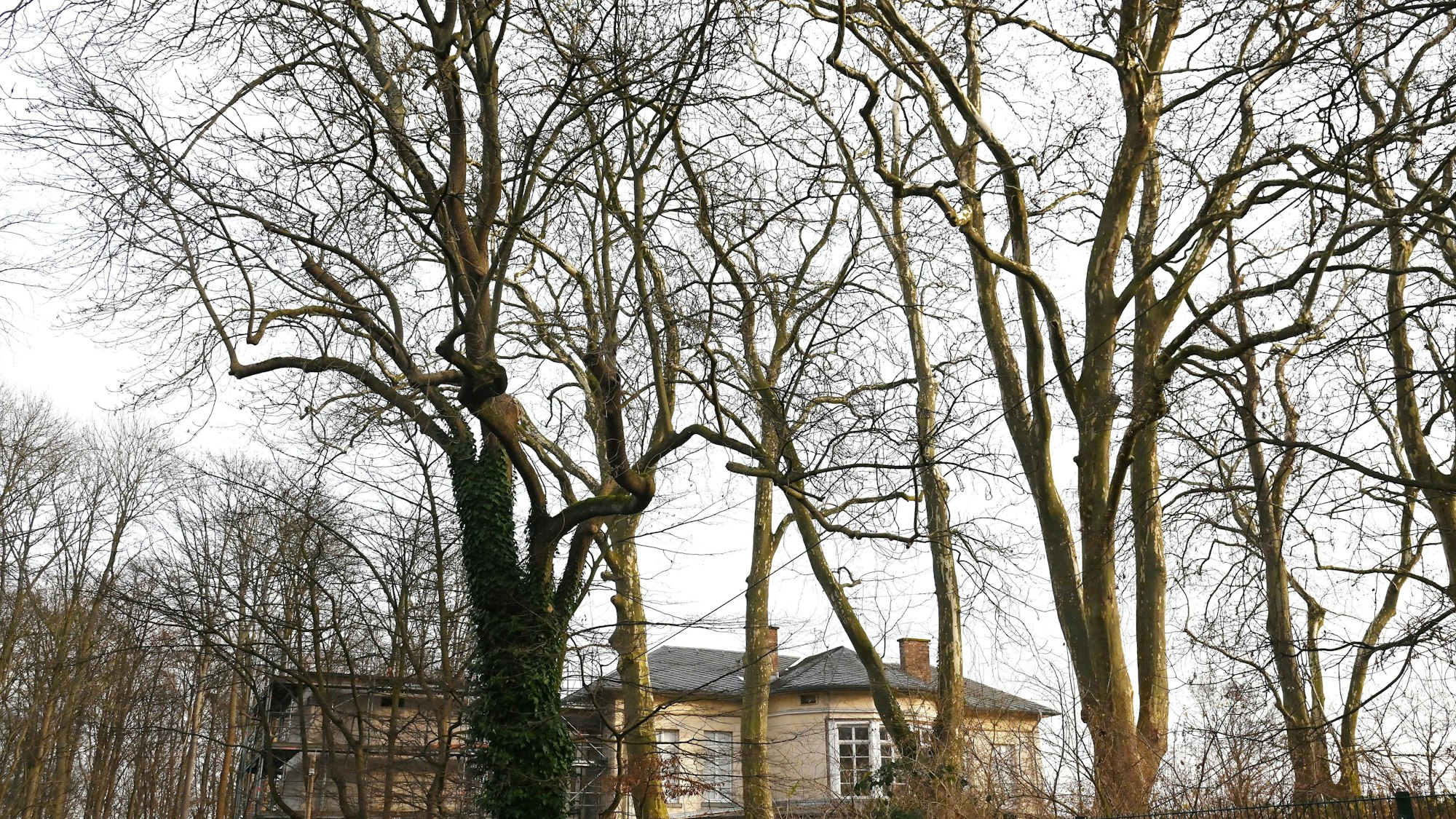 20.12.2024 Köln. Platanen am Bahnhof Belvedere in Köln-Müngersdorf. Foto: Alexander Schwaiger