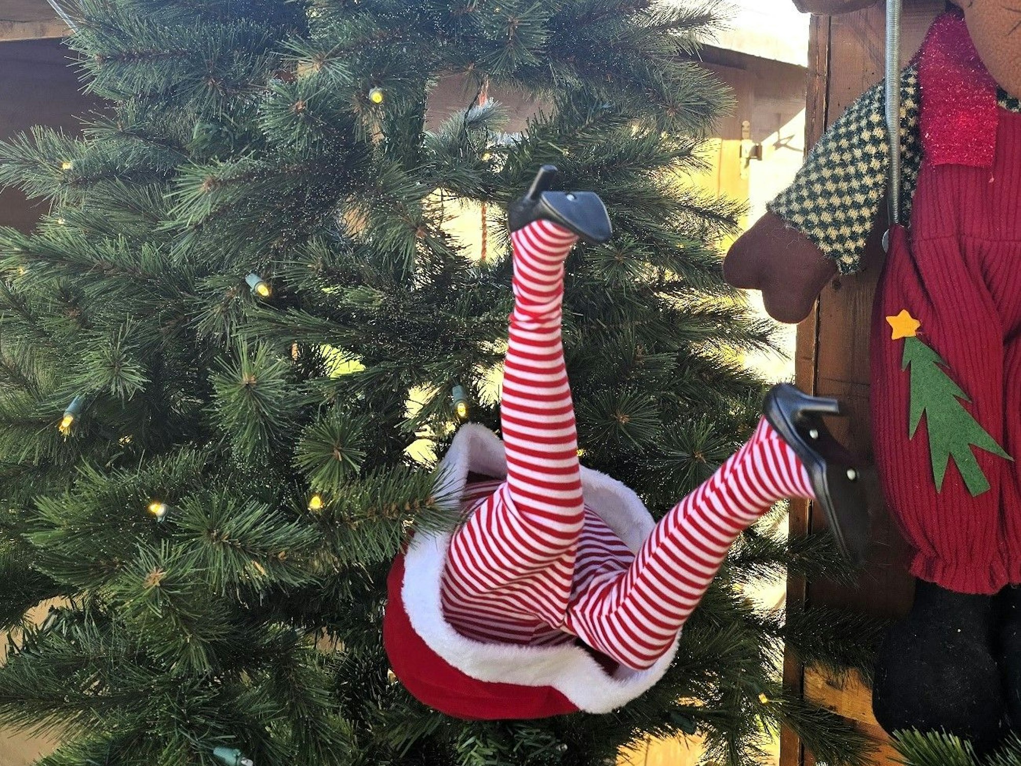 Auf dem Bild sieht es so aus, als sei ein Weihnachtself in einem Weihnachtsbaum stecken geblieben.