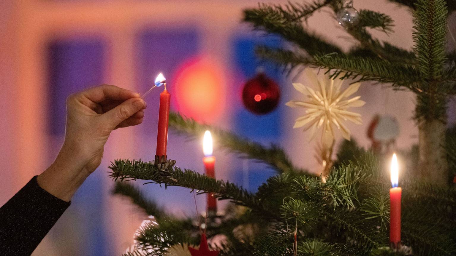 Der meistverkaufte Baum im Forsthaus Londorf ist in diesem Jahr wieder die Blaufichte.