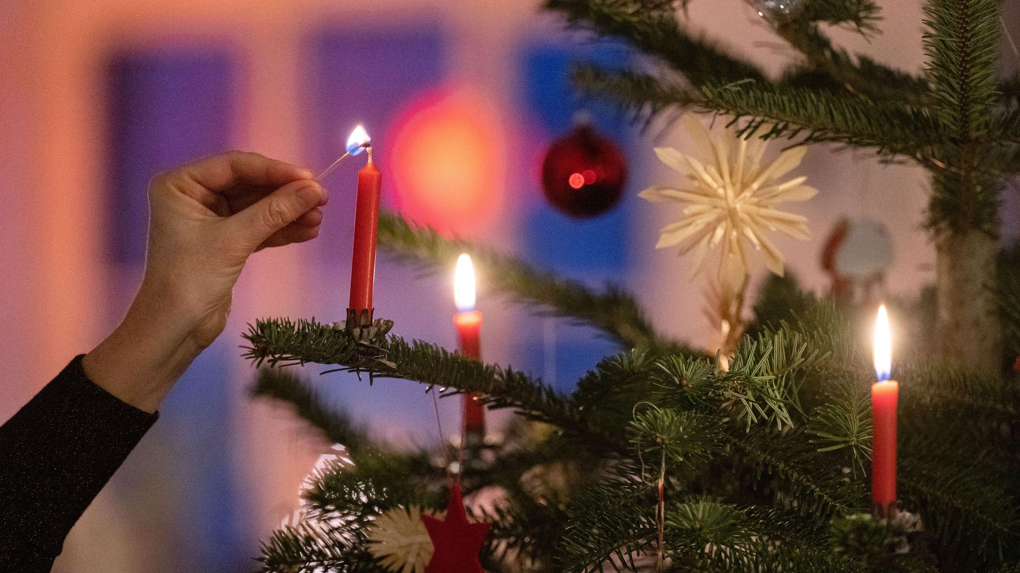 Der meistverkaufte Baum im Forsthaus Londorf ist in diesem Jahr wieder die Blaufichte.